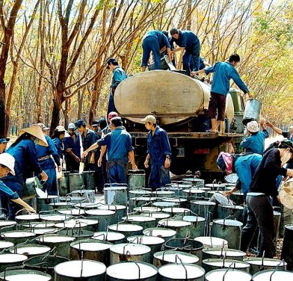 Việt Nam là thị trường cung cấp cao su lớn cho EU