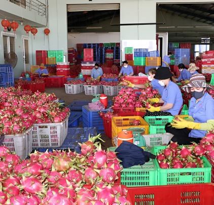 Hiệp định EVFTA giúp mang lại giá trị bền vững cho nông sản xuất khẩu