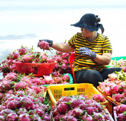 Doanh nghiệp xuất khẩu nông sản đón cơ hội từ thị trường Trung Quốc