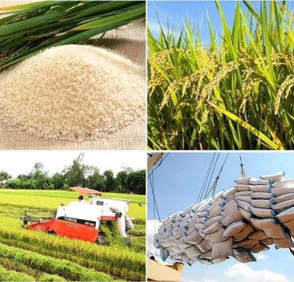 Việt Nam đứng đầu về thị phần gạo tại Philippines